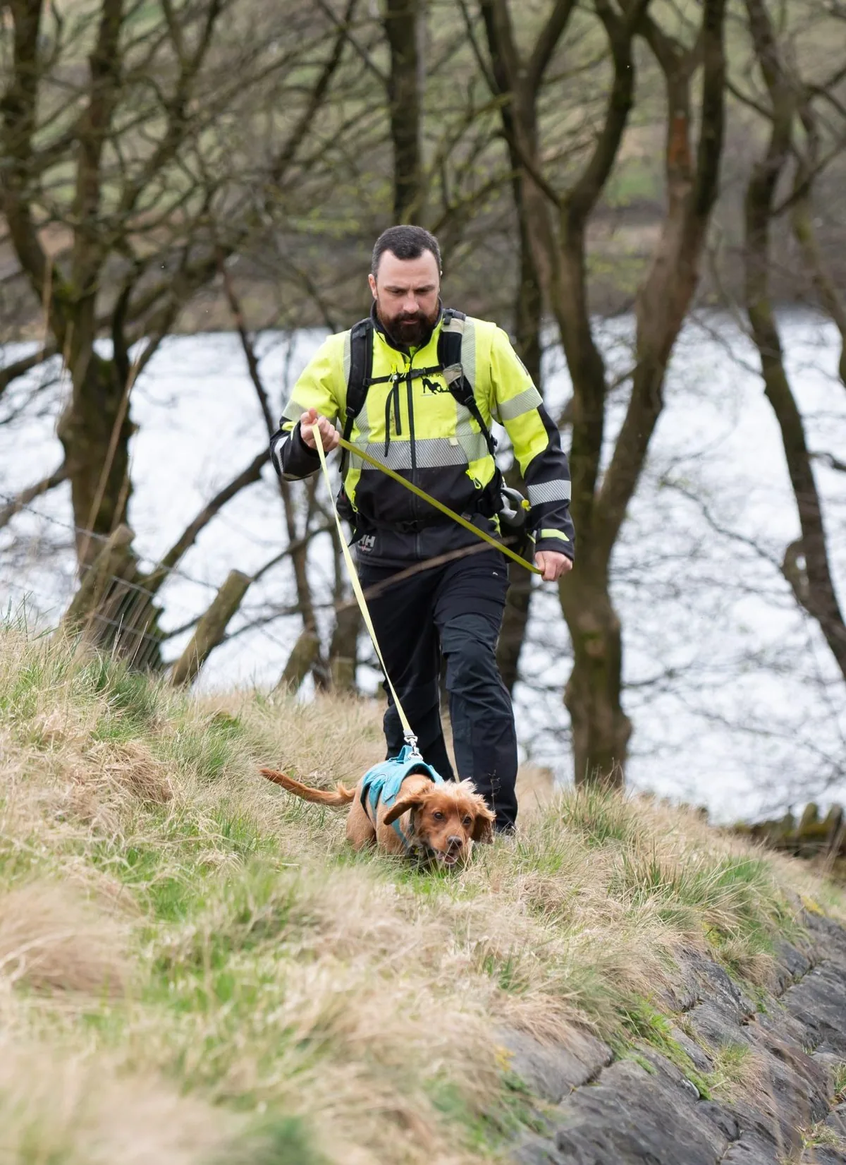 Detection dog working in an outdoor moorland environment