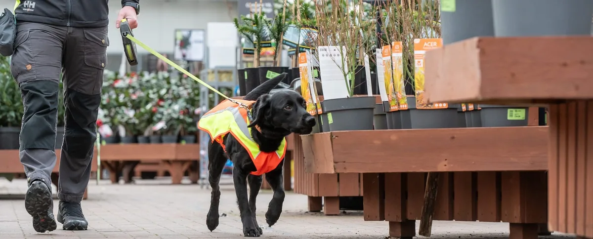 Detection dog working on a utility or infrastructure site