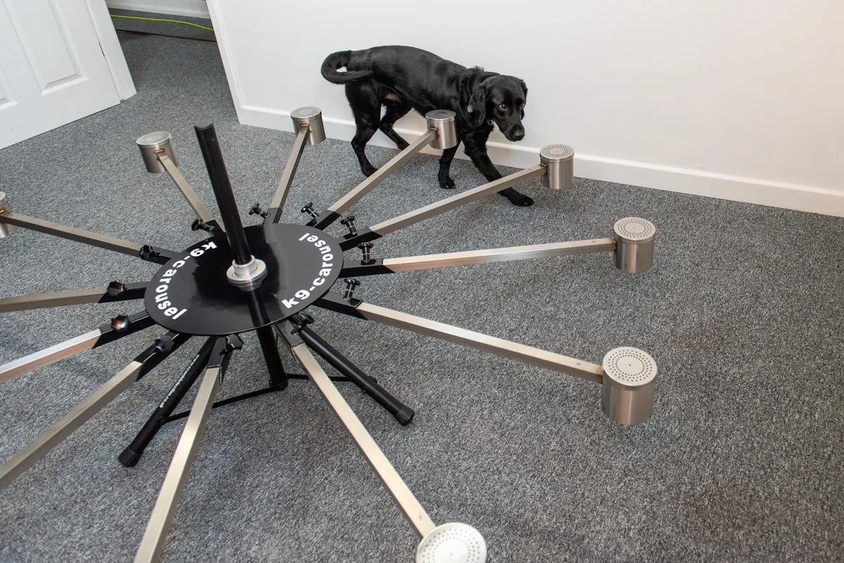 Detection dog working inside a commercial building