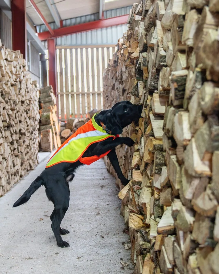 Canine team inspecting timber structures outdoors