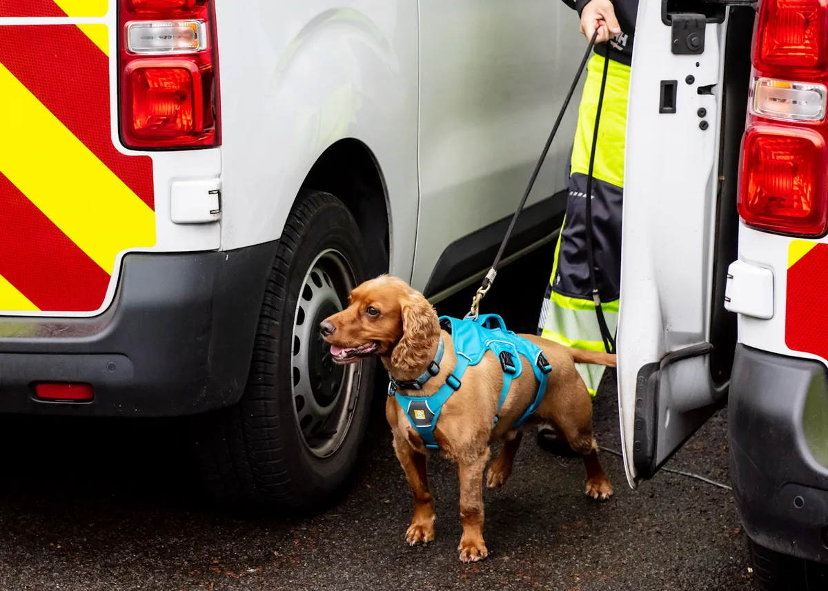 Detection dog working in a commercial environment